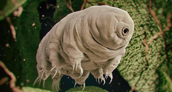 67Water Bears.jpg